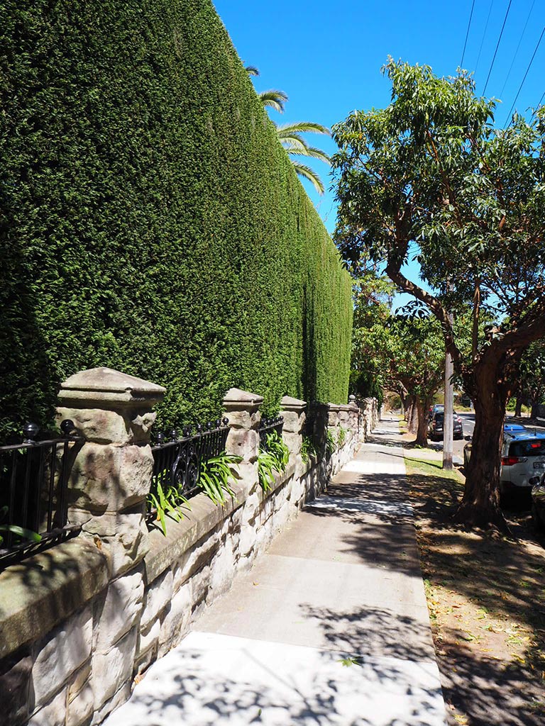 Hedge and Tree Pruning Taylor'd Gardens Premium Gardening