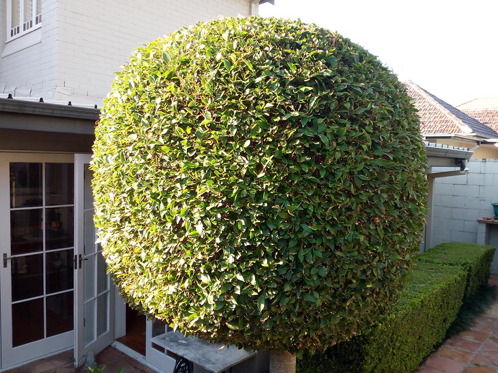 Hedge and Tree Pruning Taylor'd Gardens Premium Gardening