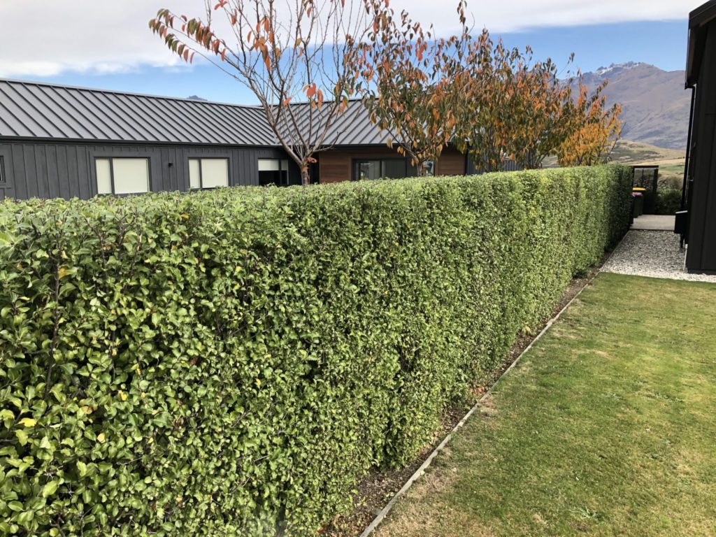 Pittosporum Hedge Jacks Point